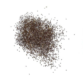 Seeds2Go Dwarf Mix Petunia blooms in garden bed—dense, multi-color display.