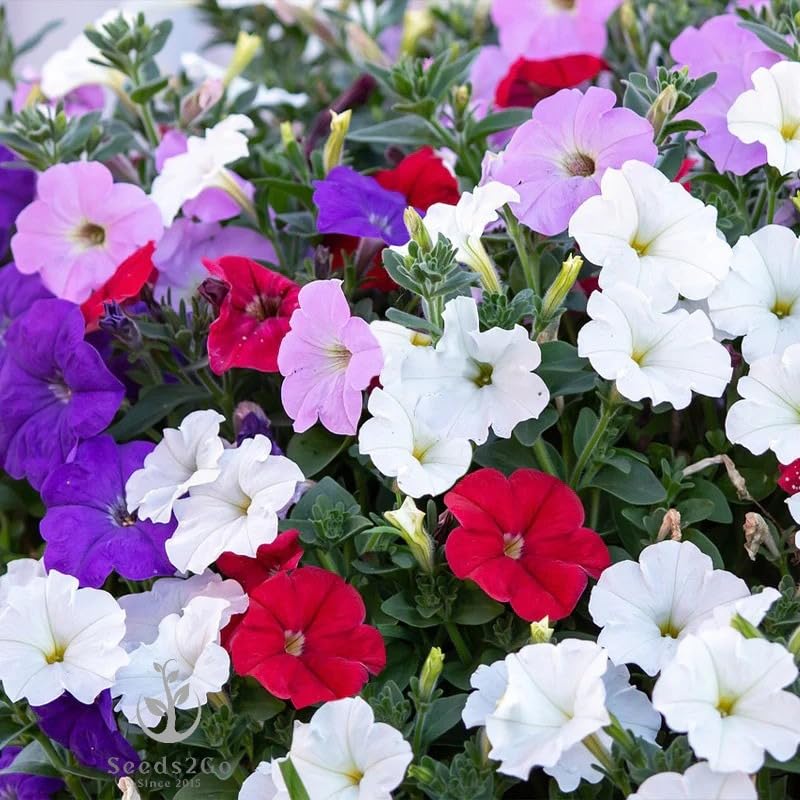 Seeds2Go Dwarf Mix Petunia seed packet—ideal for beds, borders, and container displays.