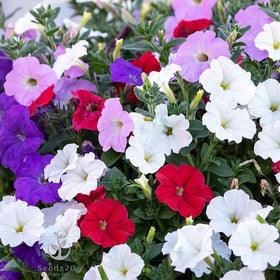 Seeds2Go Dwarf Mix Petunia seed packet—ideal for beds, borders, and container displays.