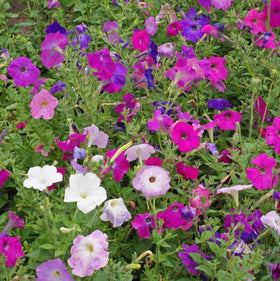 Seeds2Go Dwarf Mix Petunia seedling tray—healthy early growth for spring color.