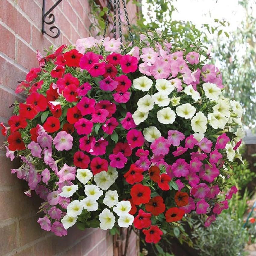 Seeds2Go Dwarf Mix Petunia seeds in hand—quick-start potential for vibrant, continuous bloom.