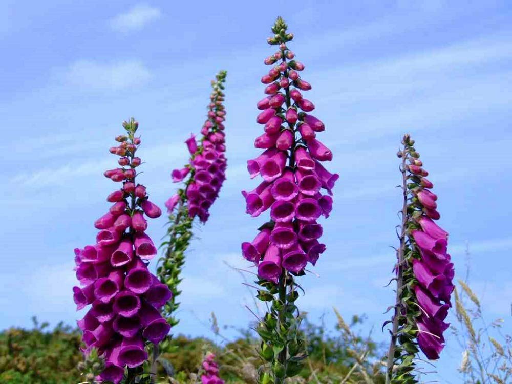 Seeds2Go foxglove germination guide image showing sowing steps.