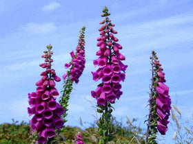 Seeds2Go foxglove germination guide image showing sowing steps.