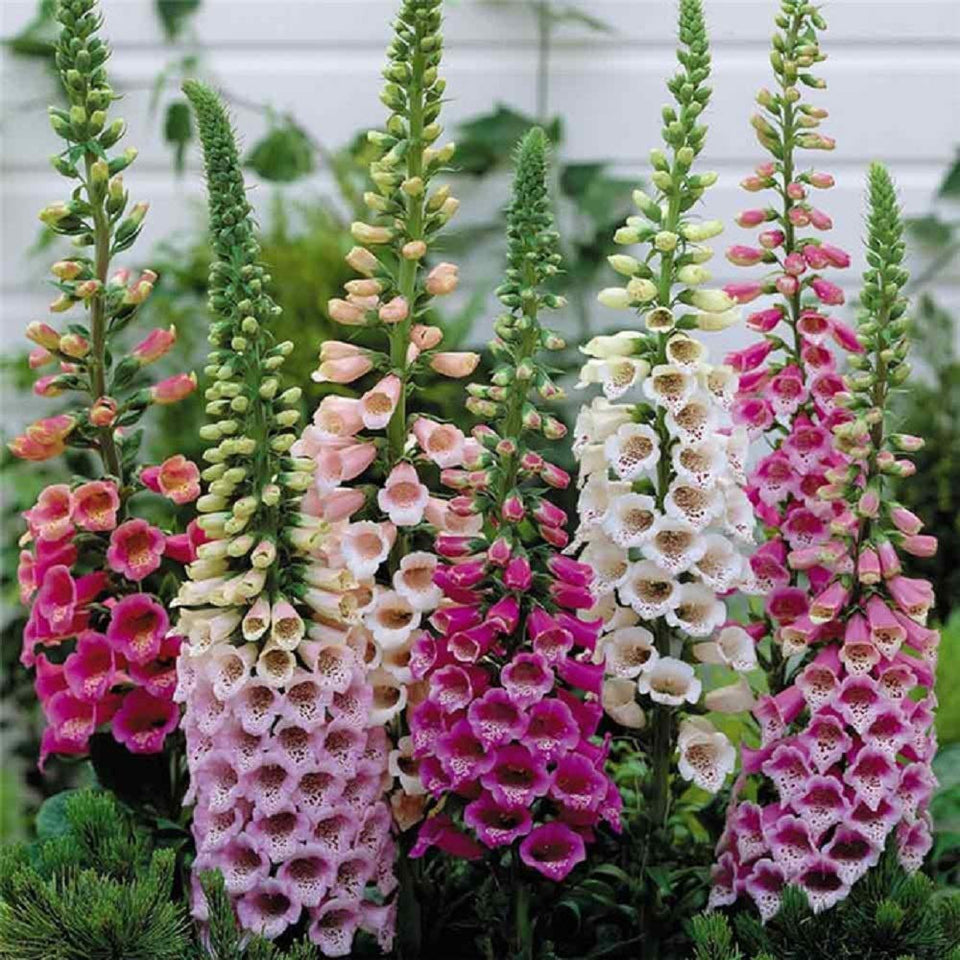 Seeds2Go foxglove mix seeds pack for shade gardens and pollinators.