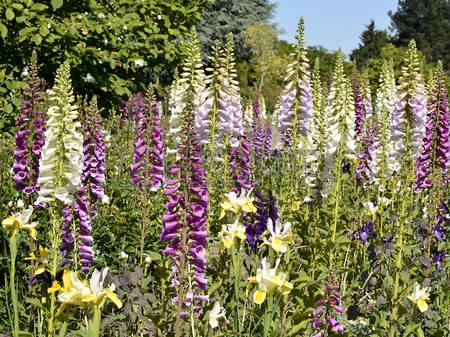  Seeds2Go foxglove thriving in a shade border attracting hummingbirds.