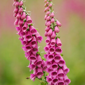  Seeds2Go foxglove tall spikes blooming in mixed colors for borders.