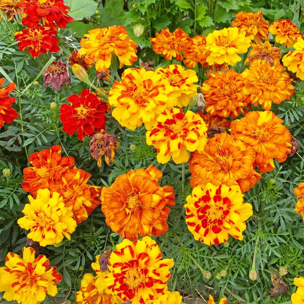 Seeds2Go French Marigold Sparky Mix blooms brighten borders and containers.