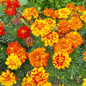 Seeds2Go French Marigold Sparky Mix blooms brighten borders and containers.