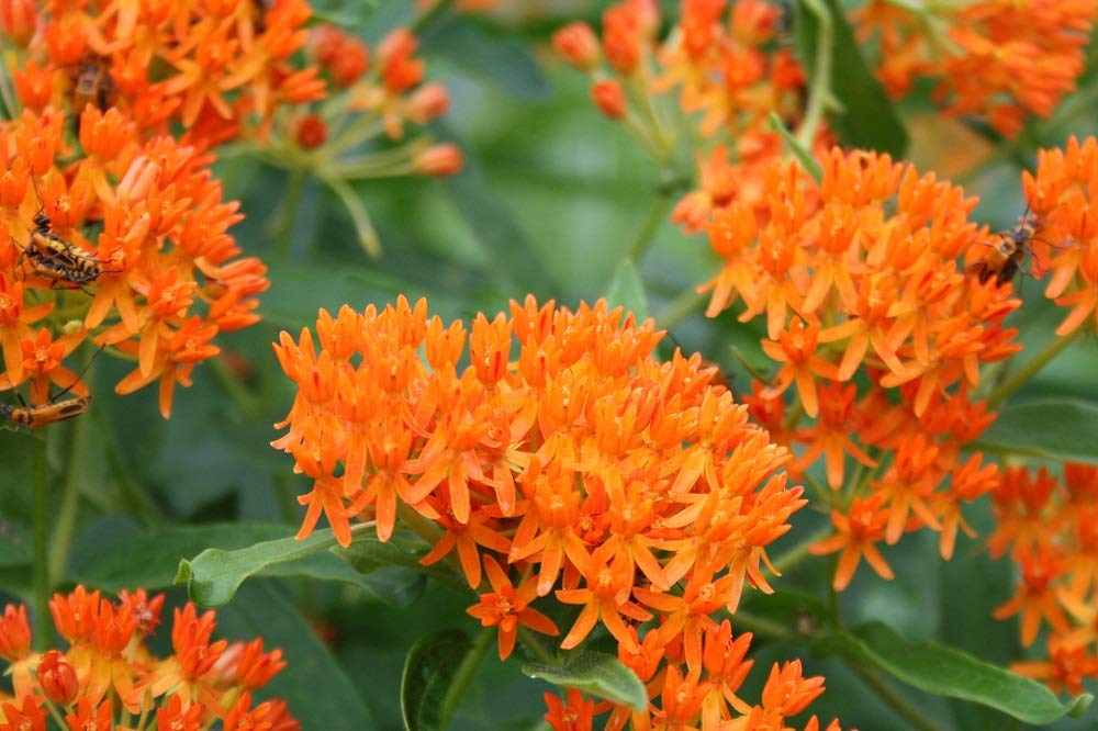 Seeds2Go full-sun milkweed thrives with minimal water once established.