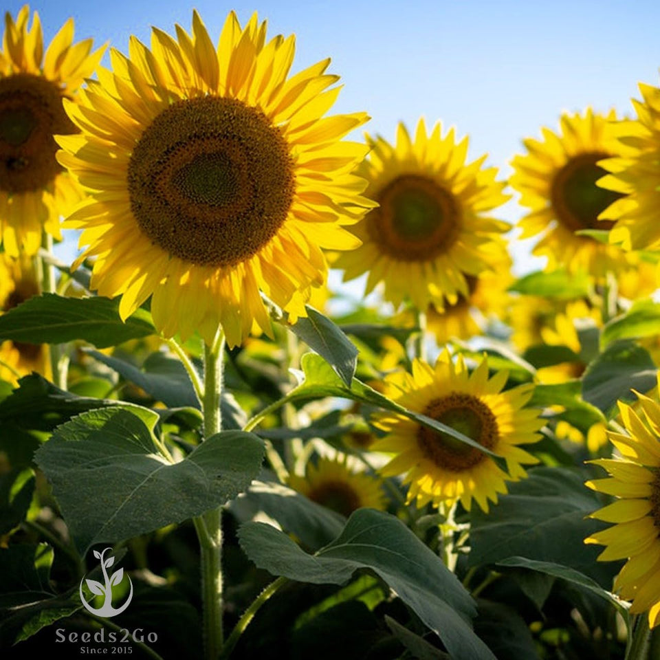 Seeds2Go Mammoth Grey Stripe Sunflower seed head up to 10 inches, attracting pollinators
