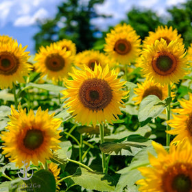 Seeds2Go Mammoth Grey Stripe Sunflower direct sow directions for easy backyard planting