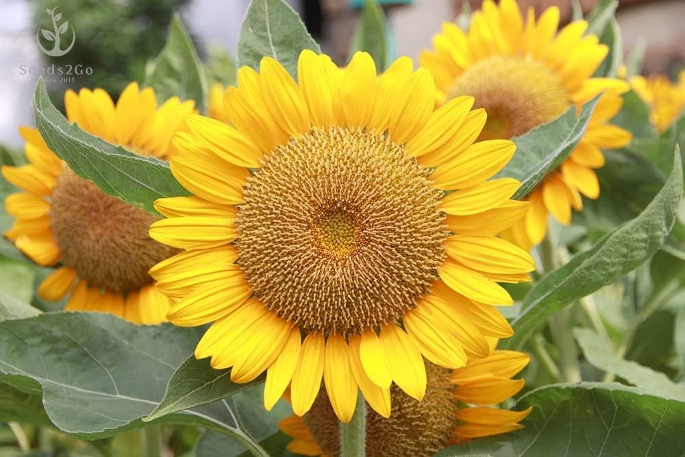 Seeds2Go Mammoth Grey Stripe Sunflower tall plant reaching 8 to 12 feet with large blooms