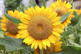 Seeds2Go Mammoth Grey Stripe Sunflower tall plant reaching 8 to 12 feet with large blooms