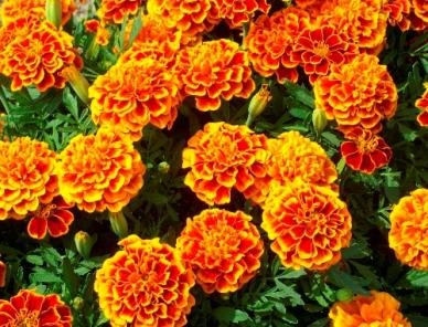 Seeds2Go Sparky Mix adds pest-deterrent foliage for borders and veggie beds.