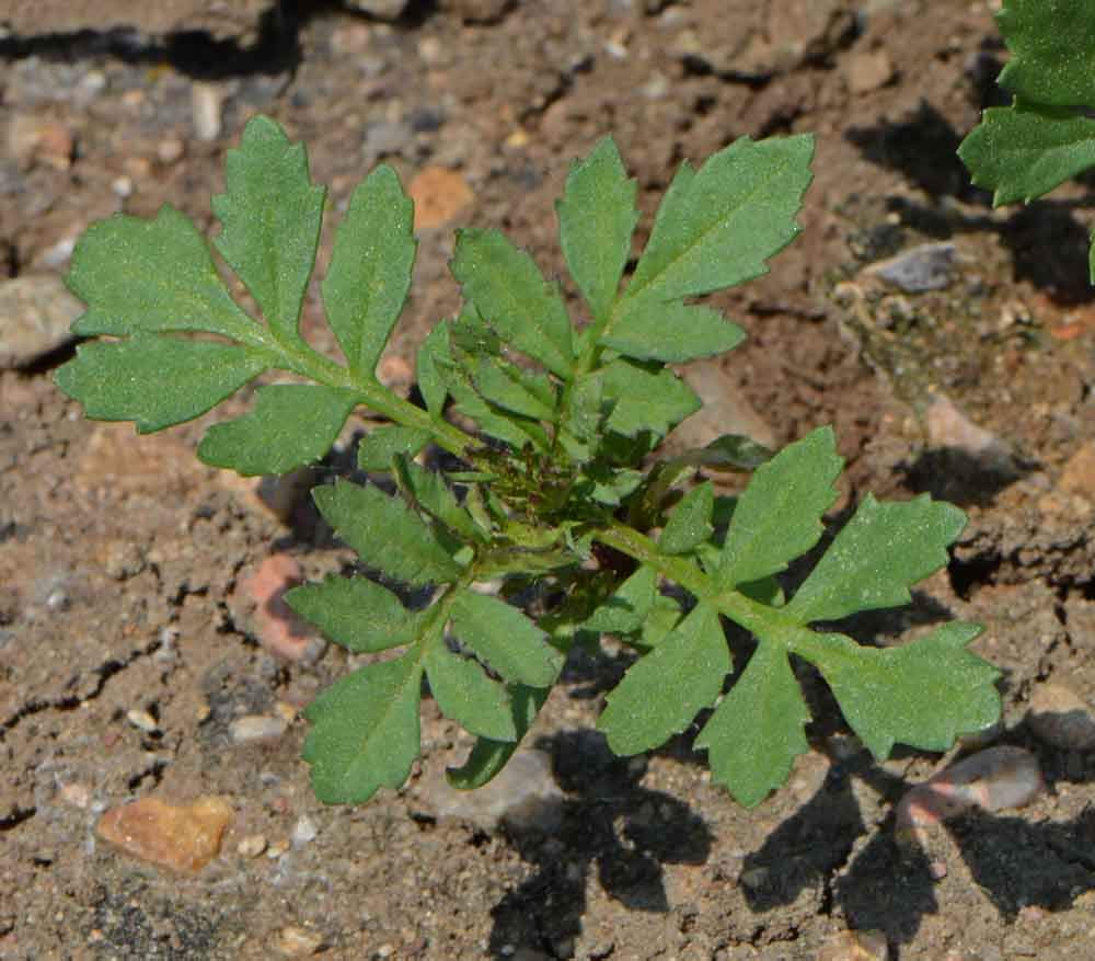 Seeds2Go Sparky Mix is easy to grow from direct sowing in full sun.
