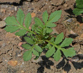 Seeds2Go Sparky Mix is easy to grow from direct sowing in full sun.