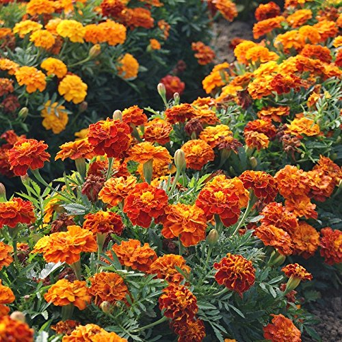 Seeds2Go Sparky Mix marigolds attract bees and butterflies for pollination.