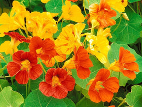 Seeds2Go nasturtium in pots demonstrating compact container color