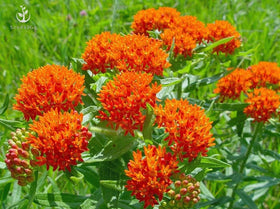Seeds2Go orange butterfly milkweed blooms attract monarchs and hummingbirds in sunny gardens.