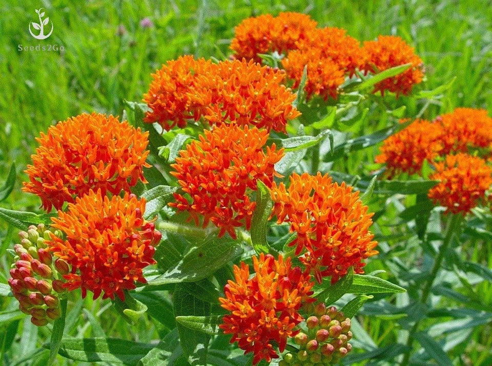 Seeds2Go orange butterfly milkweed blooms attract monarchs and hummingbirds in sunny gardens.