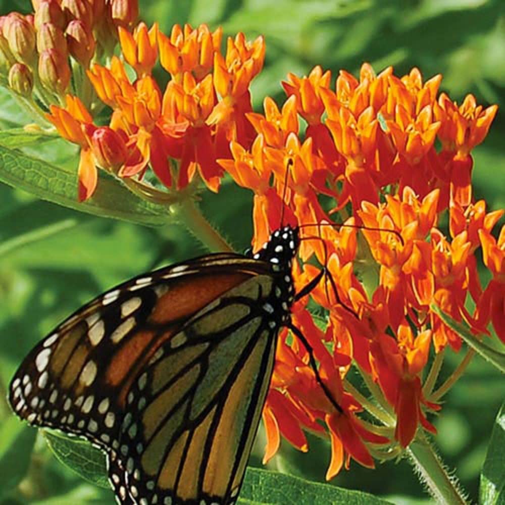 Seeds2Go orange butterfly milkweed seeds 100-pack ready for spring planting and long-lasting color.