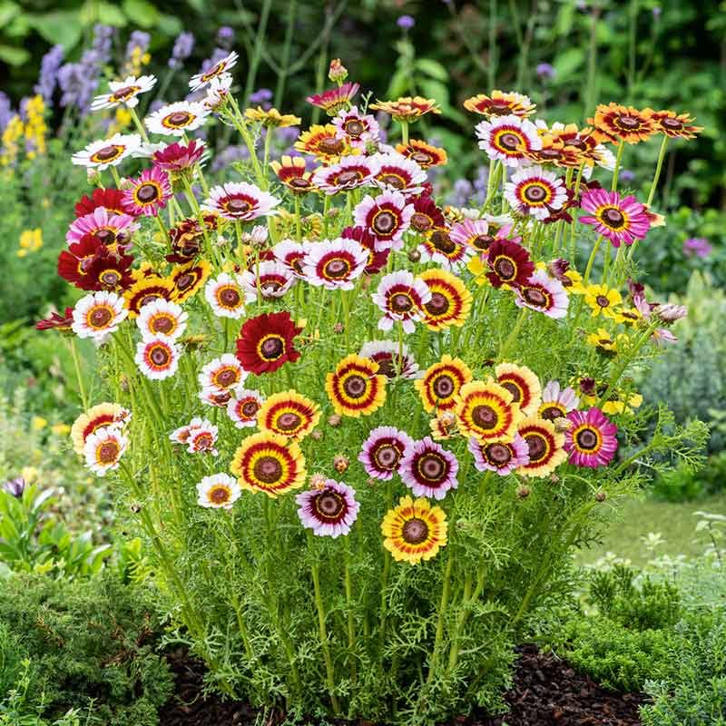 Seeds2Go Painted Daisies brighten beds from full sun to partial shade.