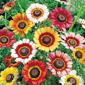 Painted Daisy Chrysanthemum Carinatum with center rings for dramatic garden appeal.