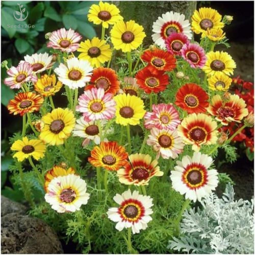 Seeds2Go Painted Daisy blooms in vibrant colors for borders and bouquets.