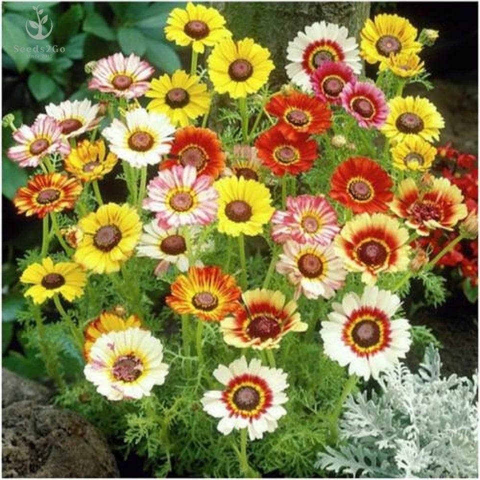 Seeds2Go Painted Daisy blooms in vibrant colors for borders and bouquets.