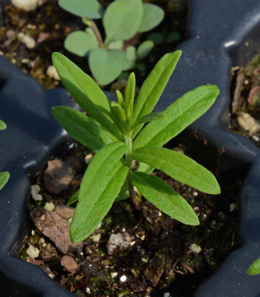 Seeds2Go pollinator-friendly milkweed supports butterflies and bees for richer garden biodiversity.