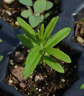 Seeds2Go pollinator-friendly milkweed supports butterflies and bees for richer garden biodiversity.