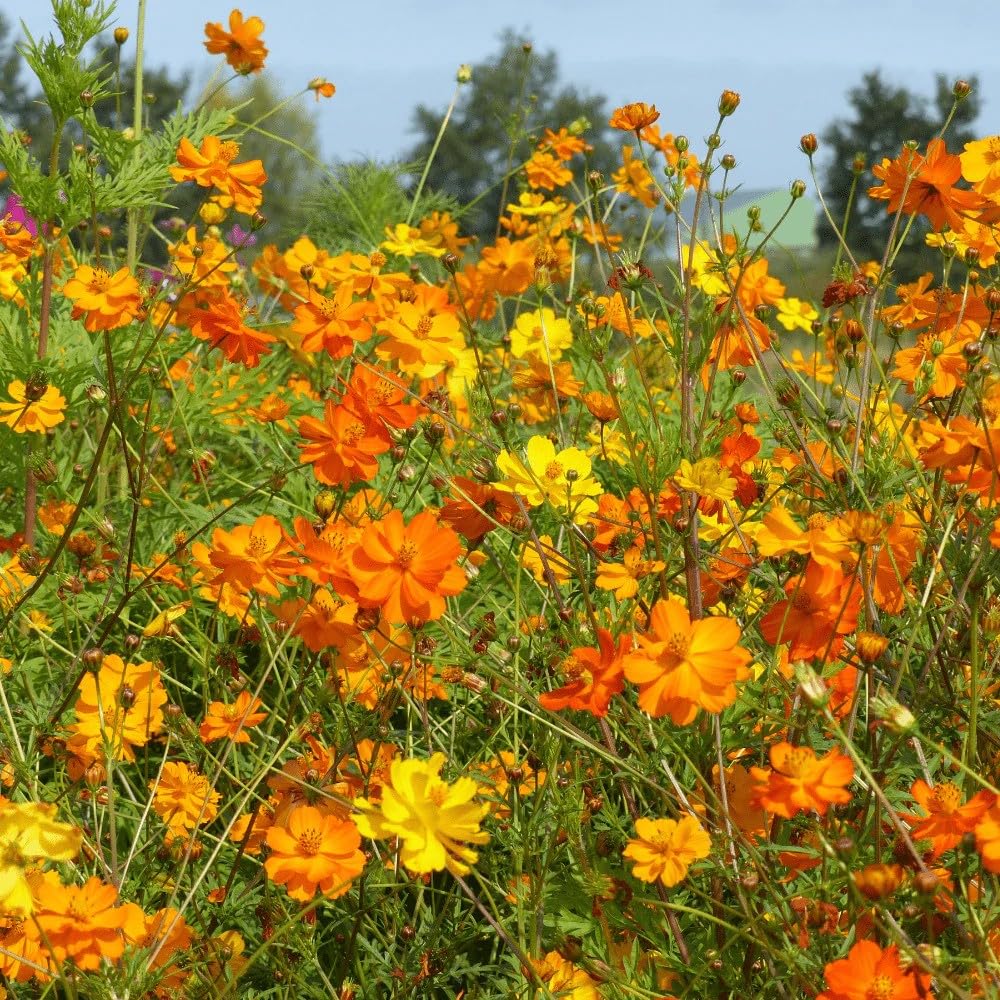 Seeds2Go Sulphur Cosmos plant-stature creates tall garden focal points