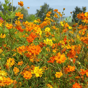 Seeds2Go Sulphur Cosmos plant-stature creates tall garden focal points