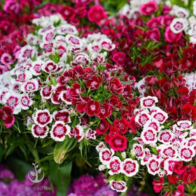 Seeds2Go Sweet William Dianthus border-ready plants add color and fragrance to beds.