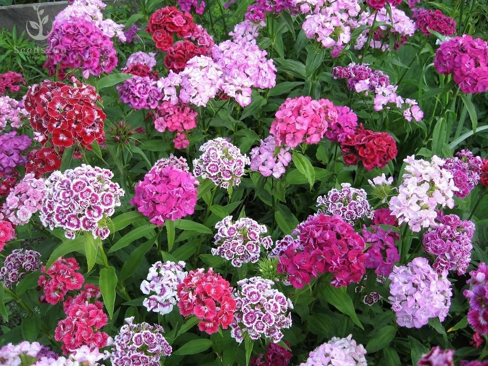 Seeds2Go Sweet William Dianthus double mix blooms in dense clusters for vibrant borders.