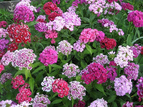 Seeds2Go Sweet William Dianthus double mix blooms in dense clusters for vibrant borders.