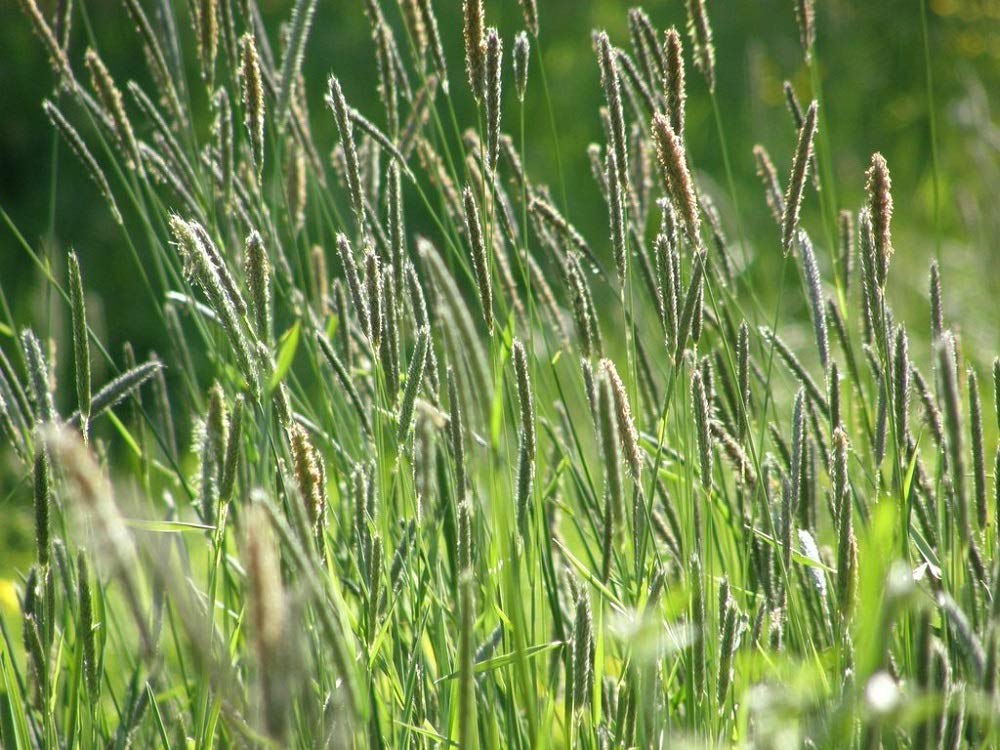 Seeds2Go Timothy Grass blades closeup showing fresh high-fiber forage texture.