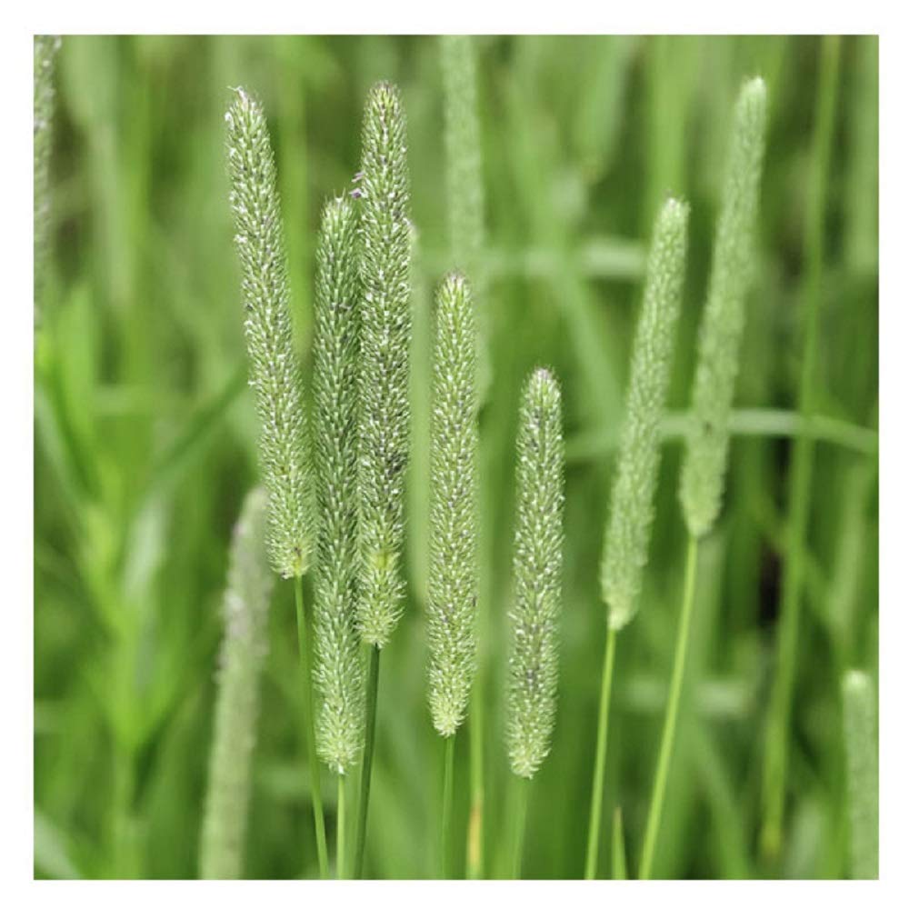Seeds2Go Timothy pasture green field showing lush cool-season growth for grazing.