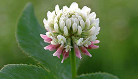 Seeds2Go White Clover ground cover application for erosion control