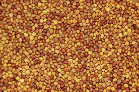 Seeds2Go White Clover growth reaching 8-12 inches for dense coverage