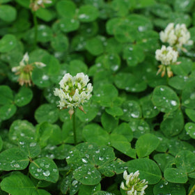 Seeds2Go Nitro-Coated White Clover seeds improve germination and establishment