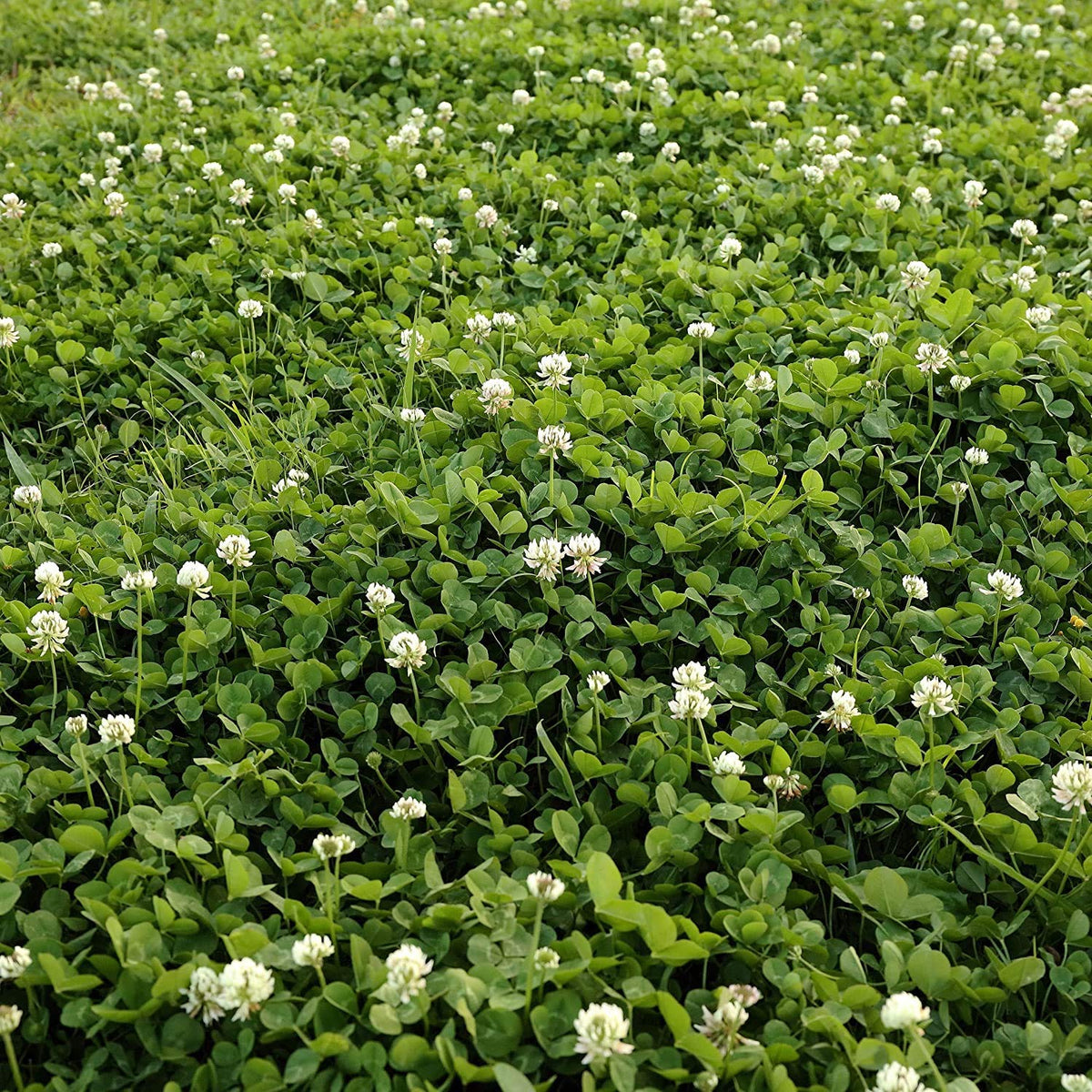Seeds2Go White Clover seeds bag shows easy lawn planting and ground cover benefits