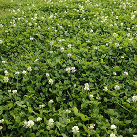 Seeds2Go White Clover seeds bag shows easy lawn planting and ground cover benefits