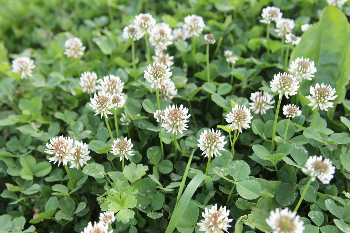 Seeds2Go White Clover seeds pour demonstrates even distribution for lawn coverage