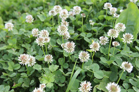 Seeds2Go White Clover seeds pour demonstrates even distribution for lawn coverage
