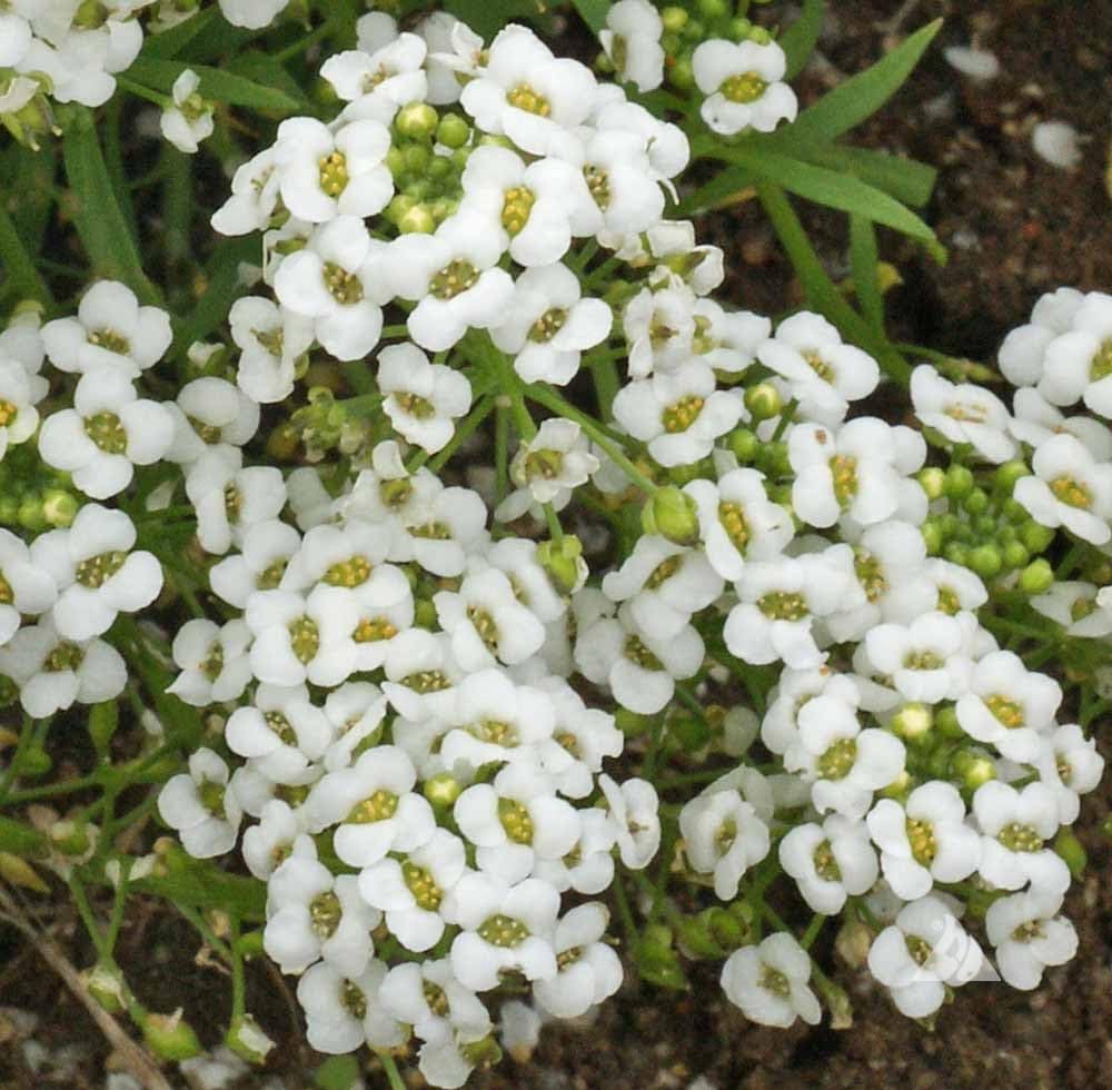Seeds2Go White flowers edge-border adds fragrance and tidy edging along paths.