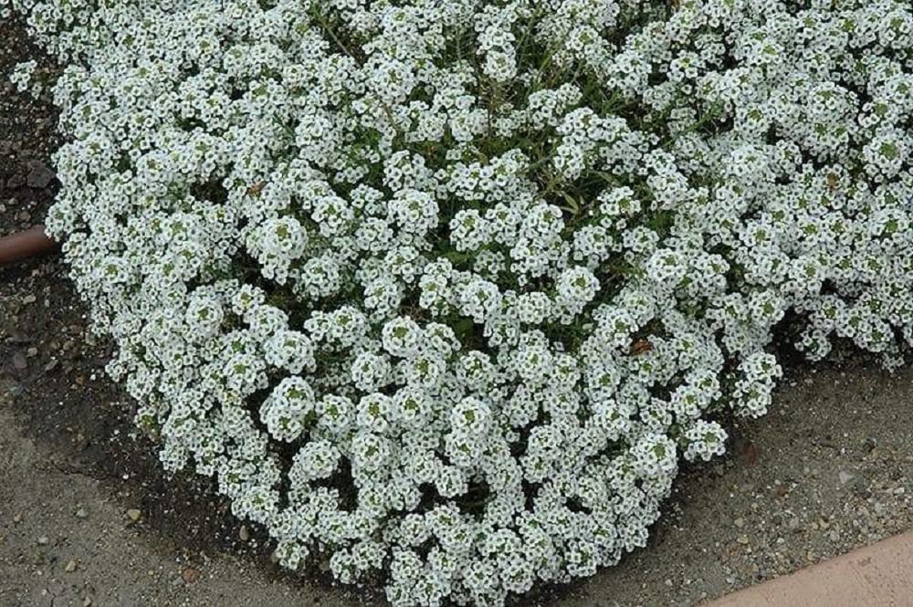 Seeds2Go Wildflower cover-field offers versatile ground cover for rustic spaces.