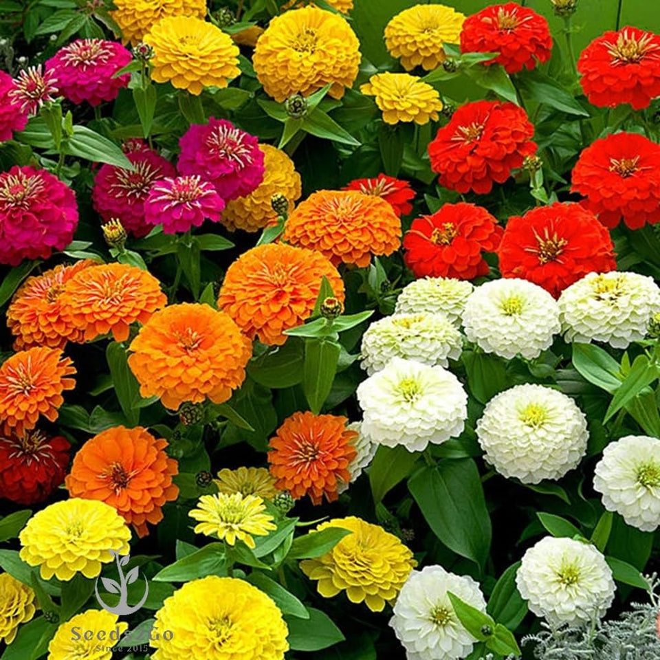 Seeds2Go Zinnia California Giant Mix blooms in vibrant color for summer borders.