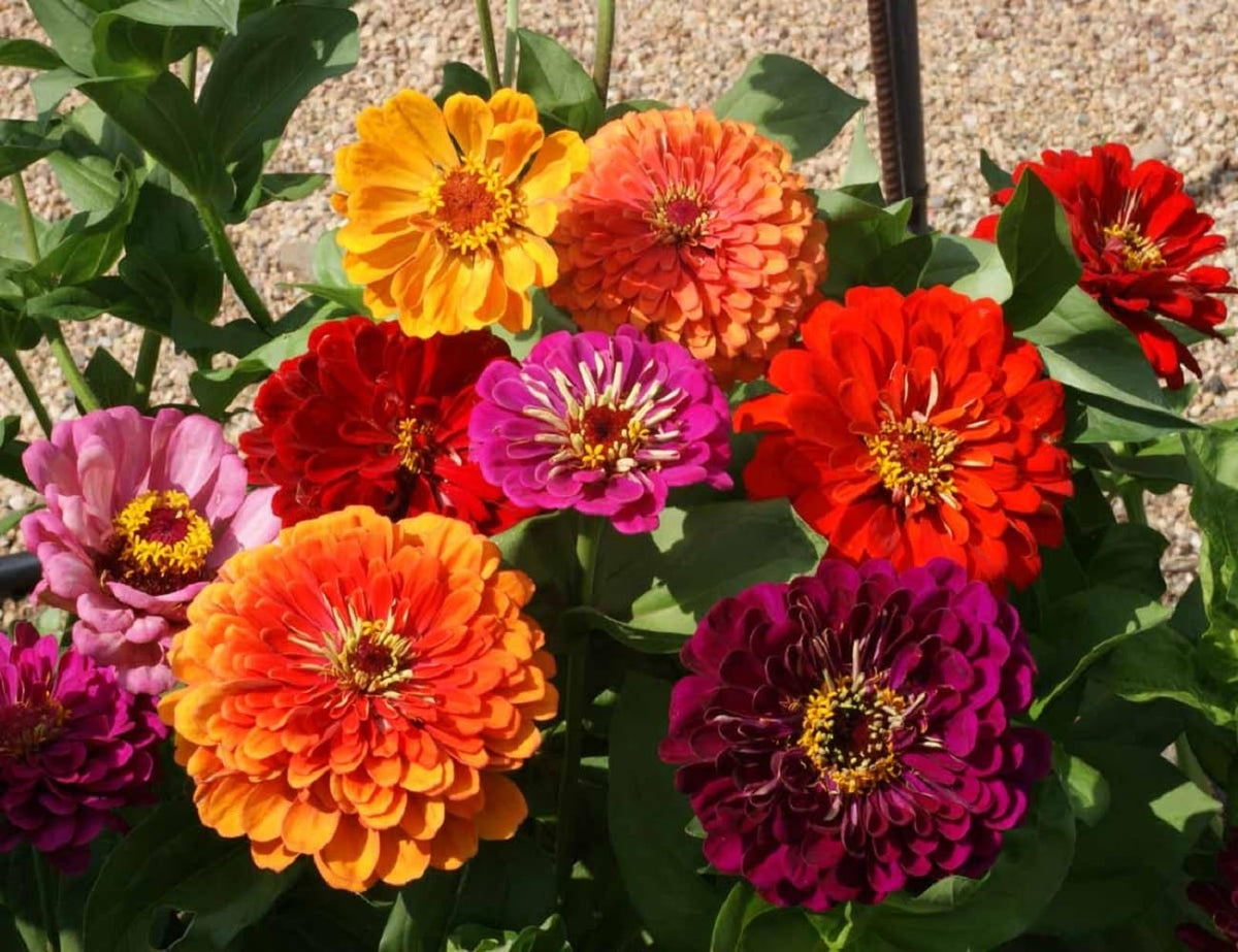 Seeds2Go Zinnia California Giant Mix tall stems ready for harvest in about 80 days.