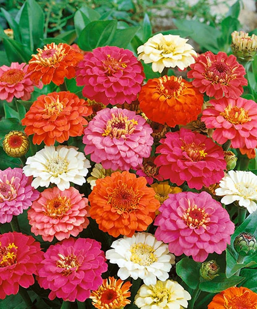 Seeds2Go Zinnia California Giant Mix sunny border display attracts pollinators.